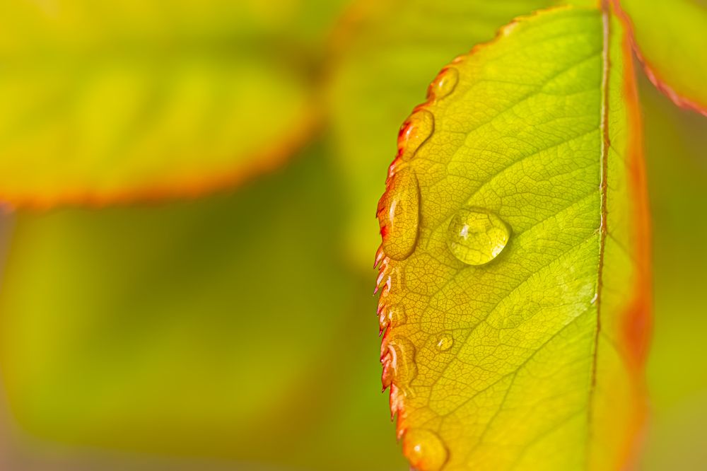 Photograph by Ata Hassanzadeh.D