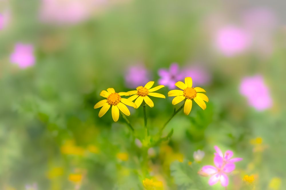 Photograph by Ata Hassanzadeh.D