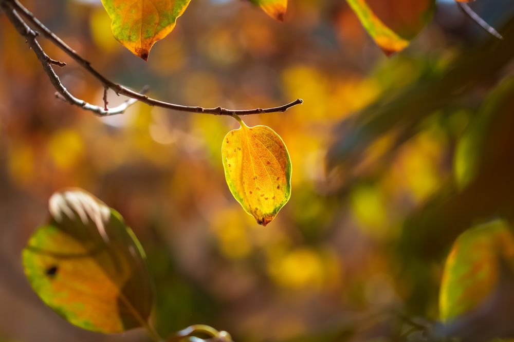 Photograph by Ata Hassanzadeh.D