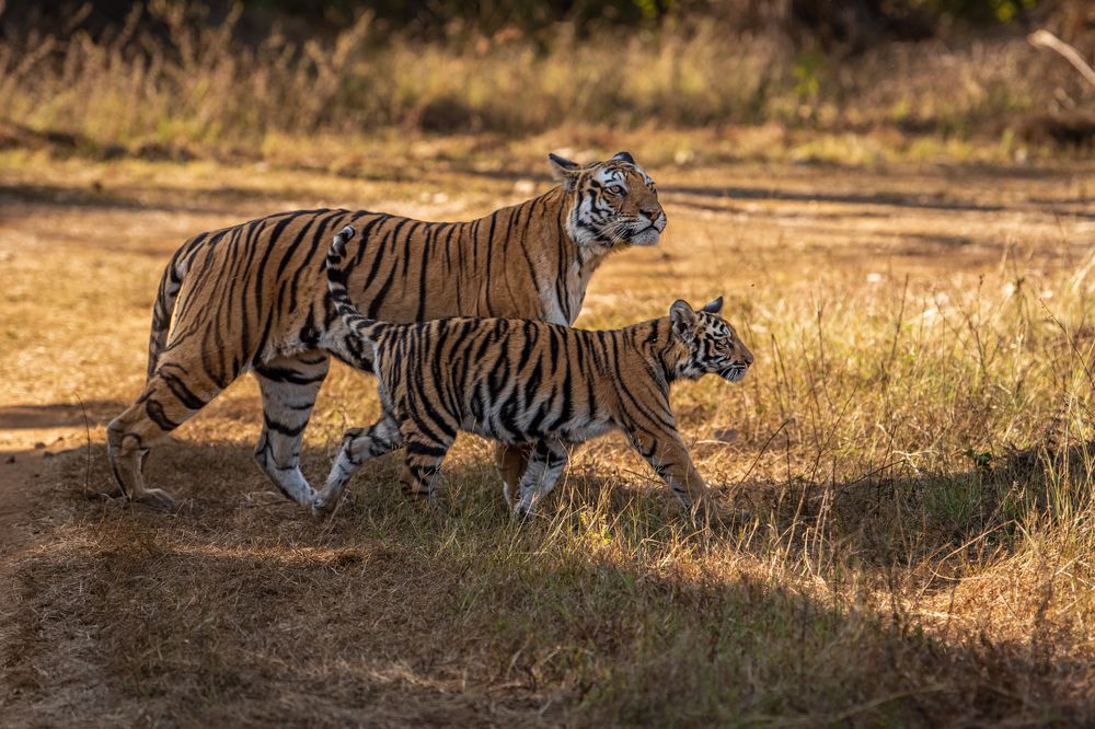 Фотография автора Prashant Parate