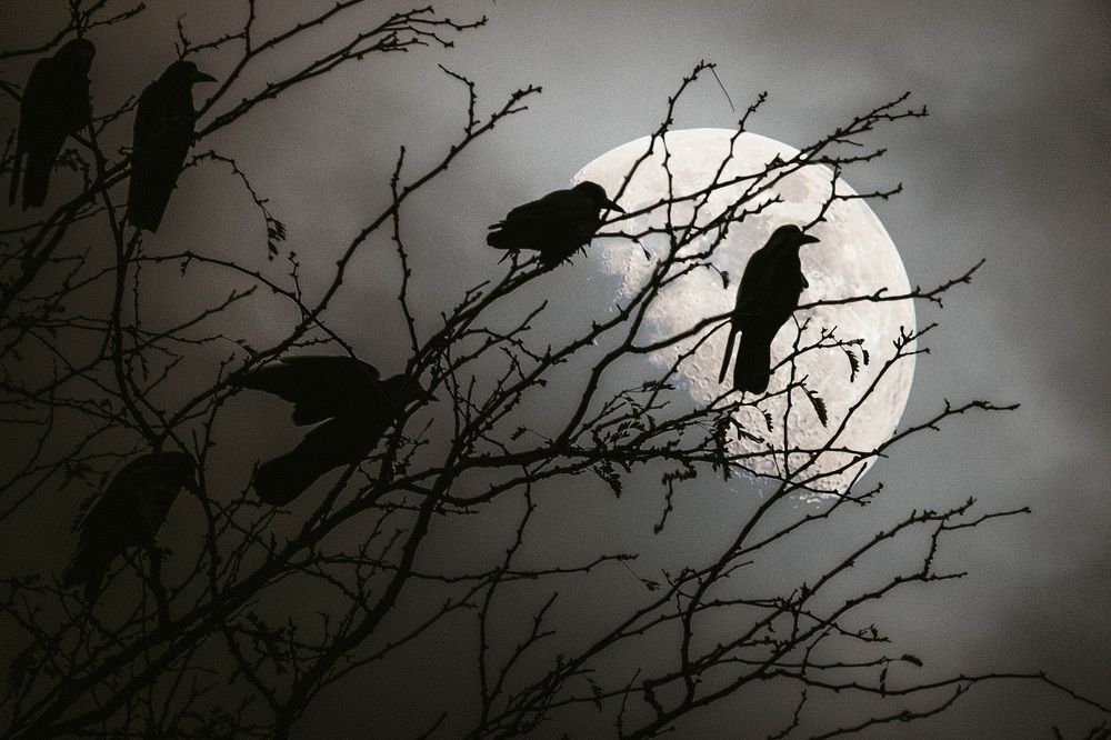 Photograph by Донской Дмитрий