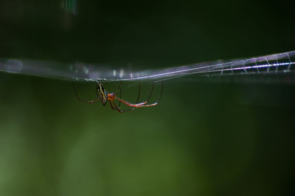 Photograph by Manuel Calvo