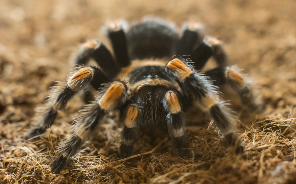 Photograph by Сергей Хранитель