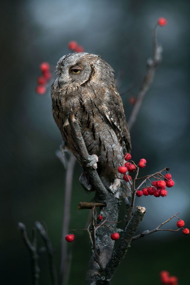 Photograph by Чернобай Анна