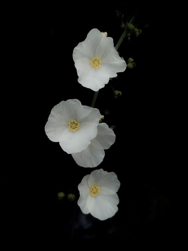 Simply White