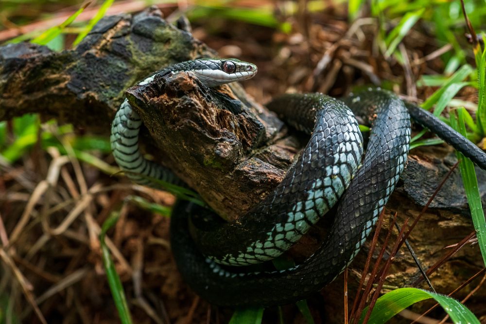 Photograph by Manuel Calvo