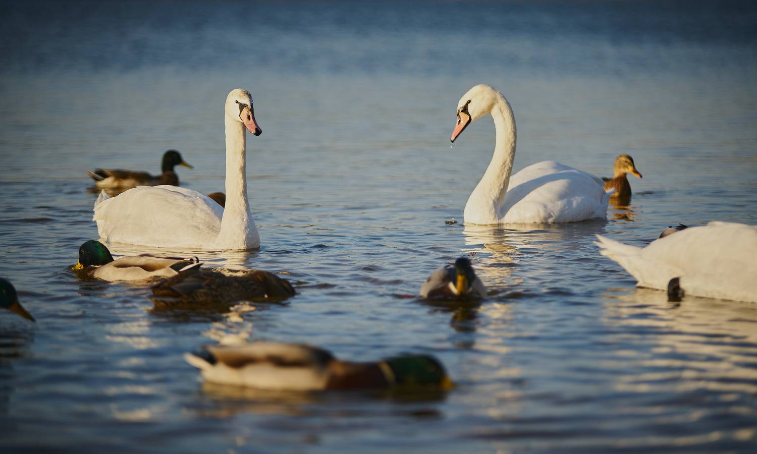 Фотография #7076911