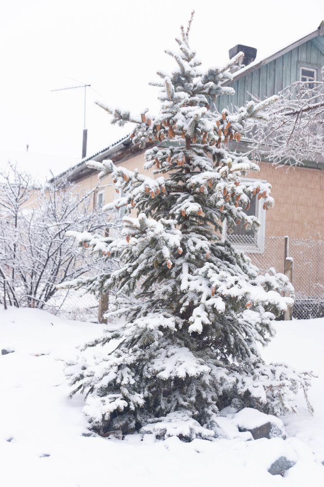 Первый снег