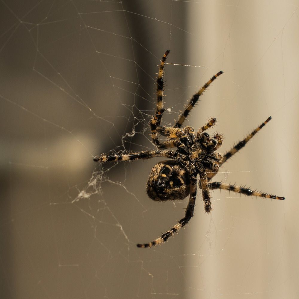 Photograph by Олег Башкуров