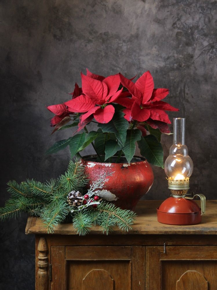 Фотография автора Елена Доянова