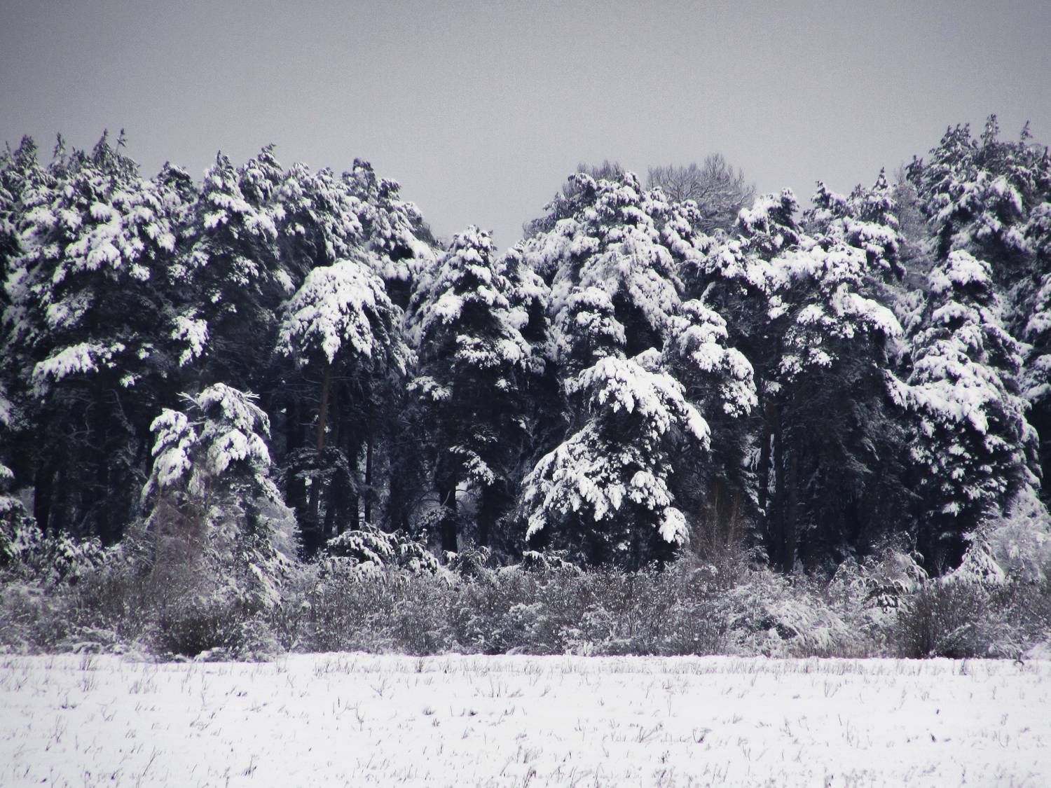 Photo #7077119