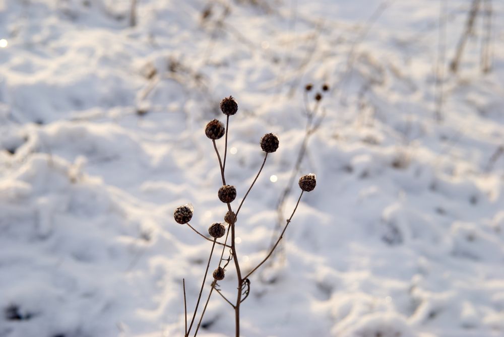 Дождусь весны.