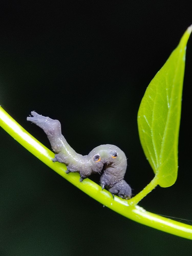 Photograph by Surojit Ghosh