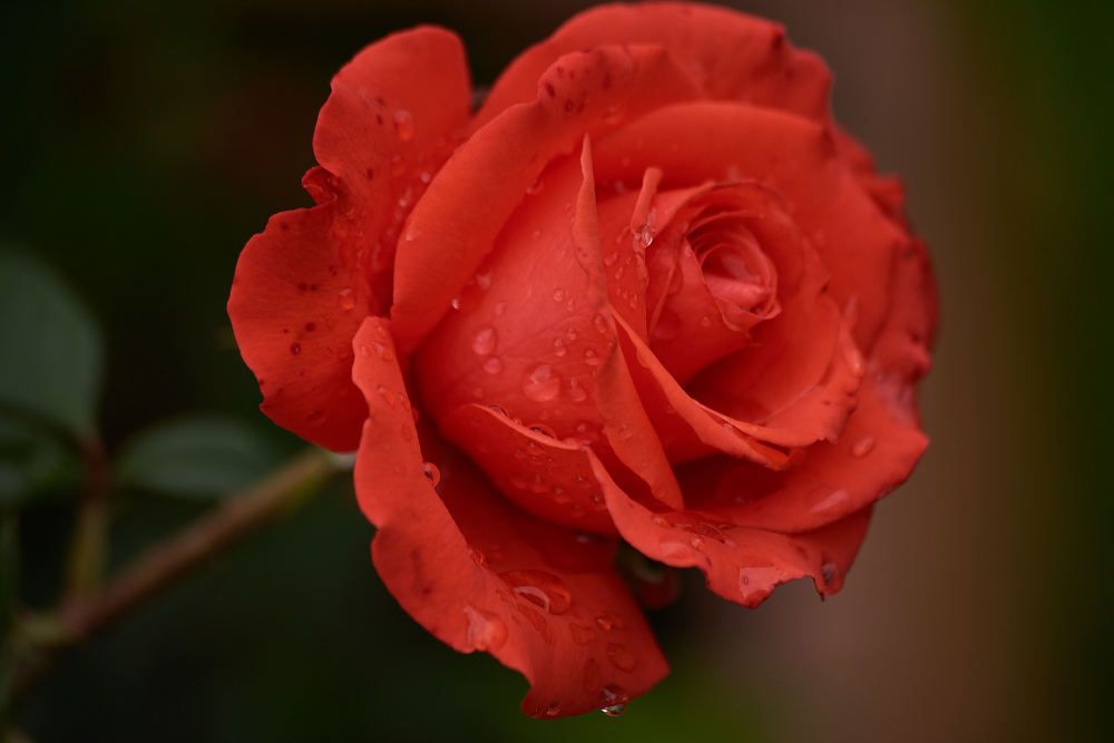 Photograph by Михаил Зикрач