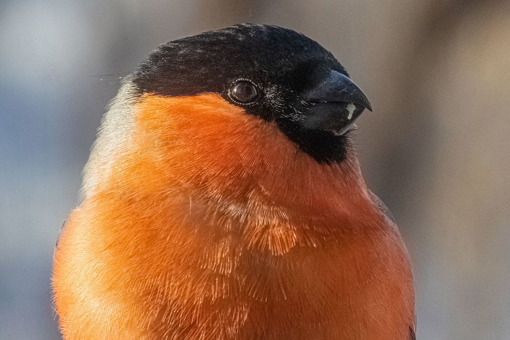 Photograph by Евгений Голубев