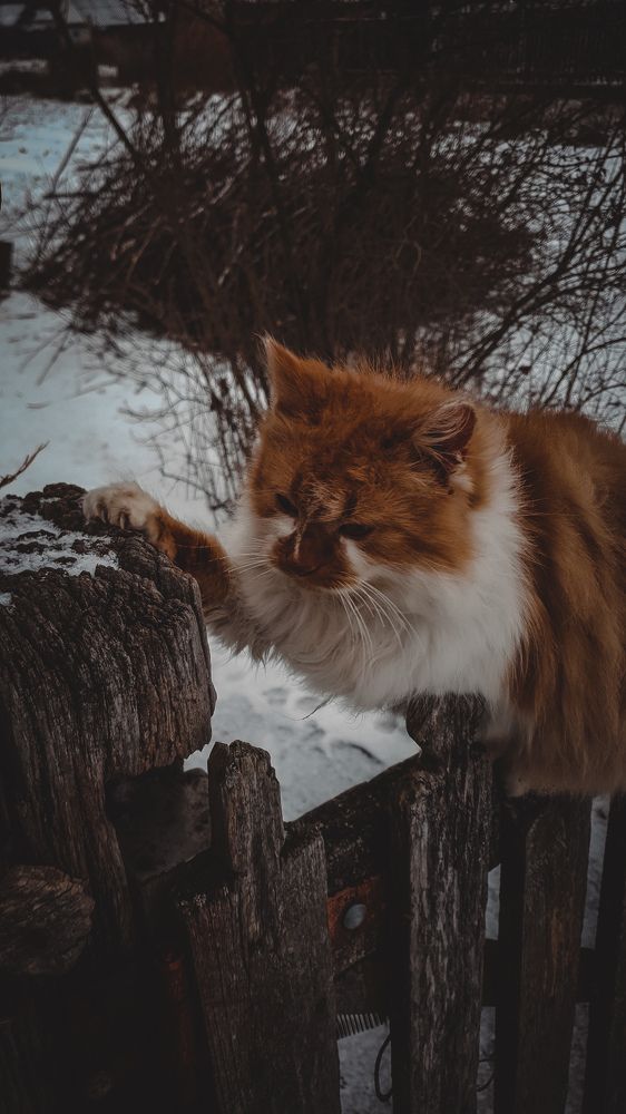 Photograph by Виктор Литошик