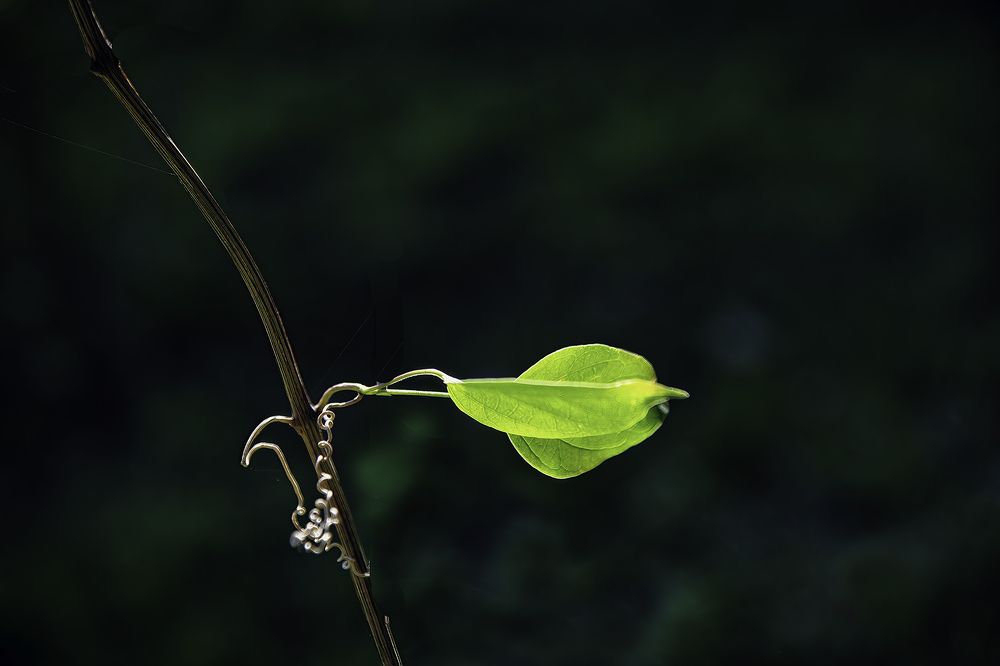 Photograph by 