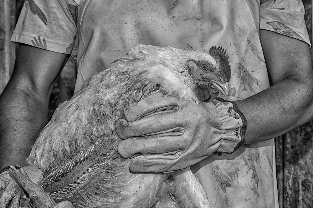 Photograph by Norman Tirano