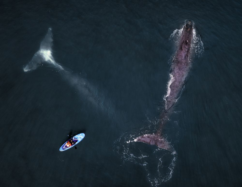 Humans and whales...