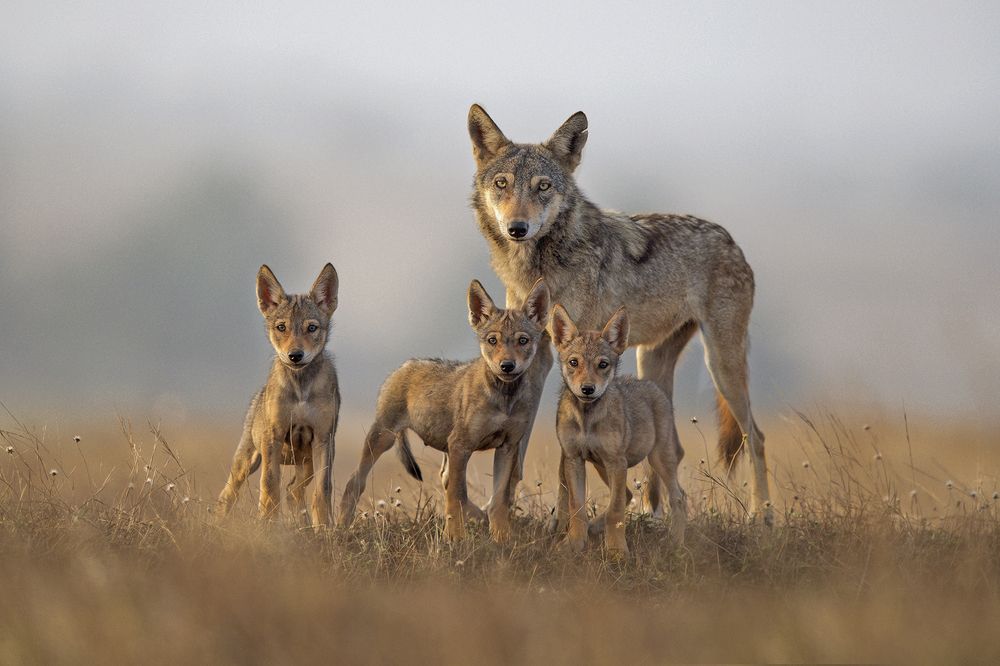 Indian Wolf with pups