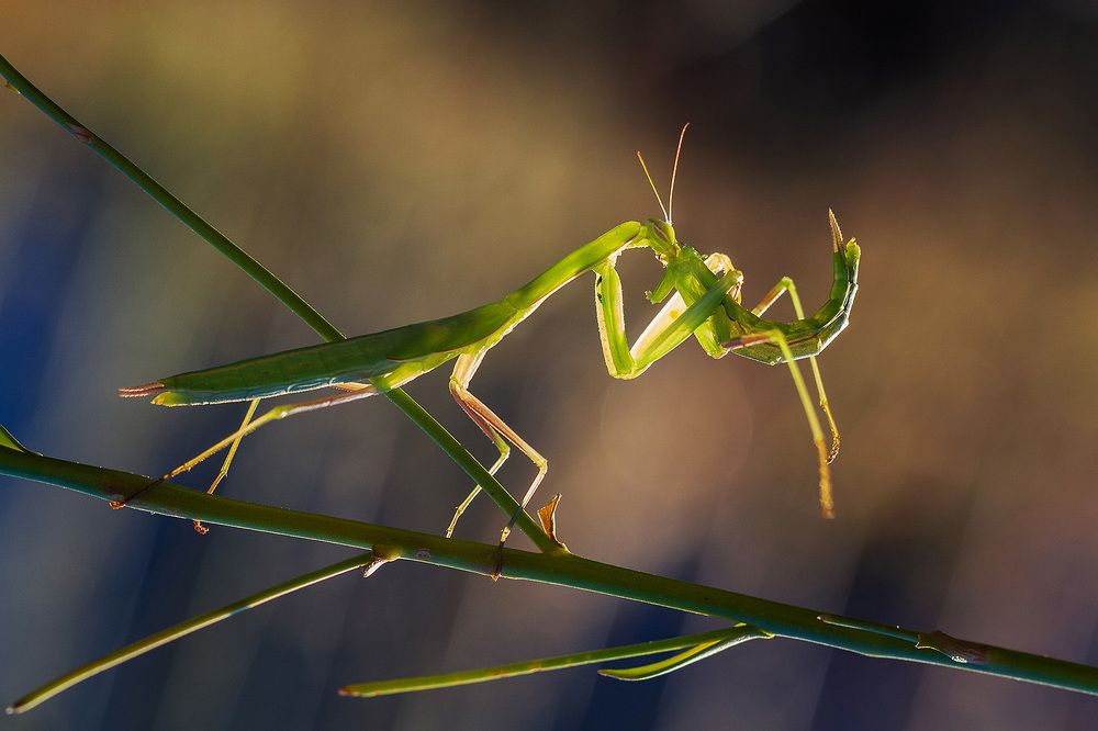 Photograph by Станка Петрова