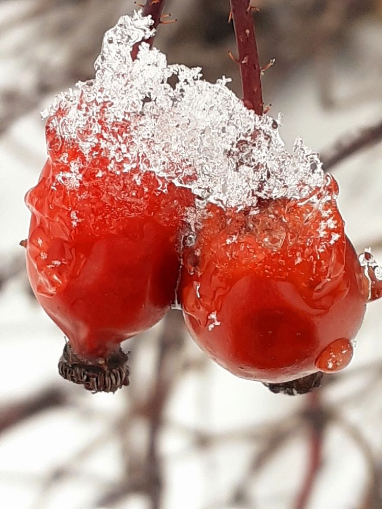 Photograph by Евгения Ульянова