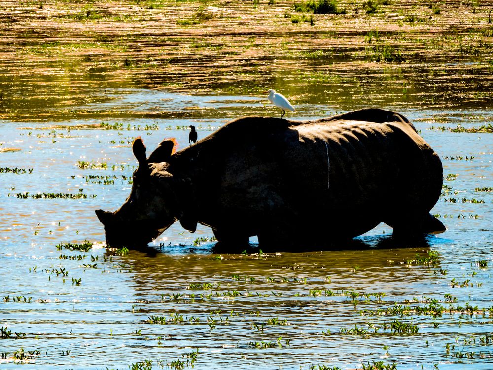 Photograph by Susmita Paul