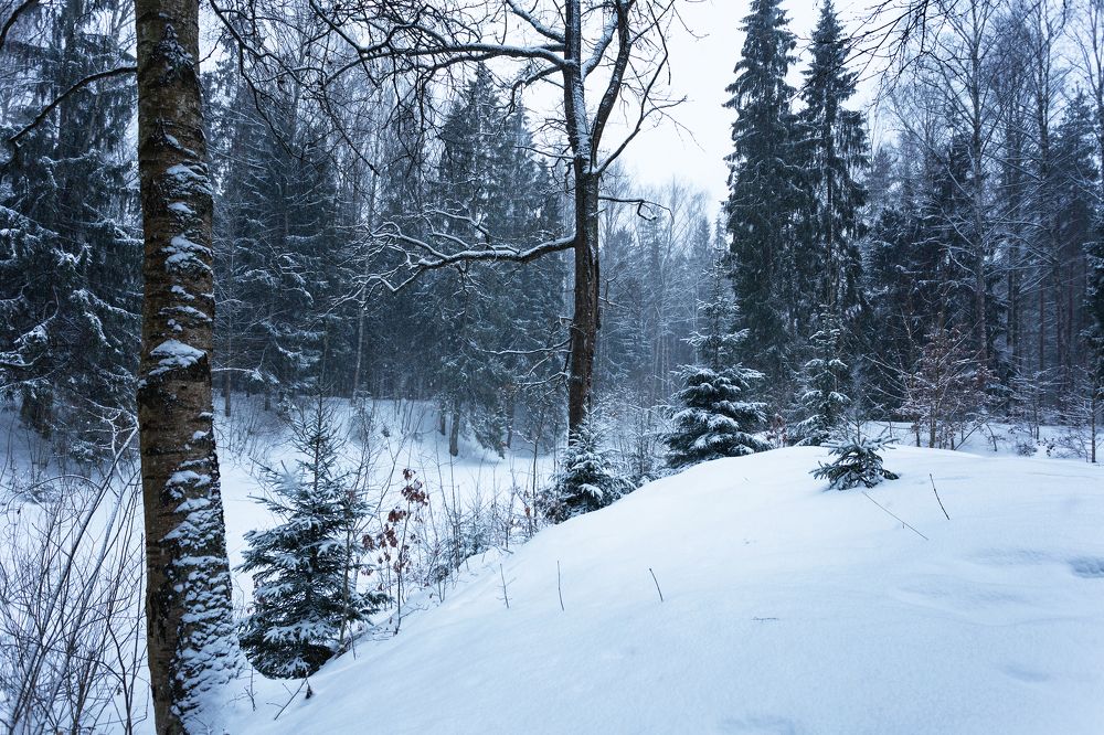 Сугробы в лесу