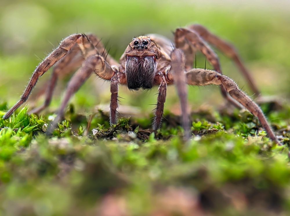 Wolf Spider