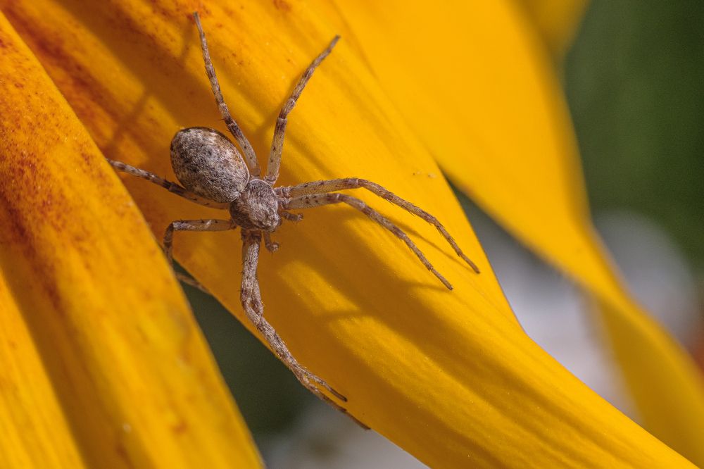 Photograph by БОРИС БЕЛКАНИЯ