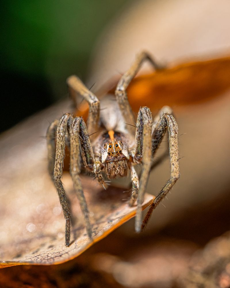 Photograph by БОРИС БЕЛКАНИЯ