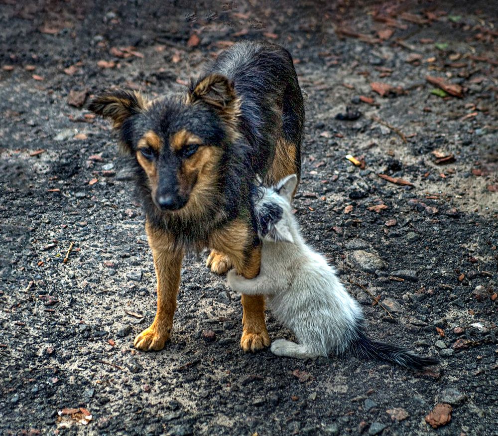 Фотография автора Stas Semashko
