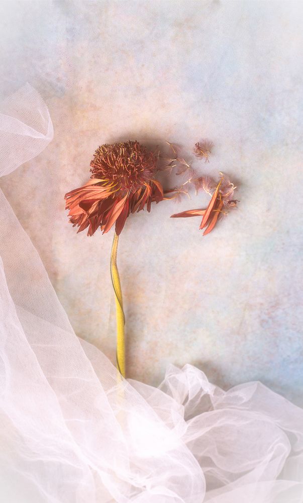 Photograph by Tatiana Kravchuk