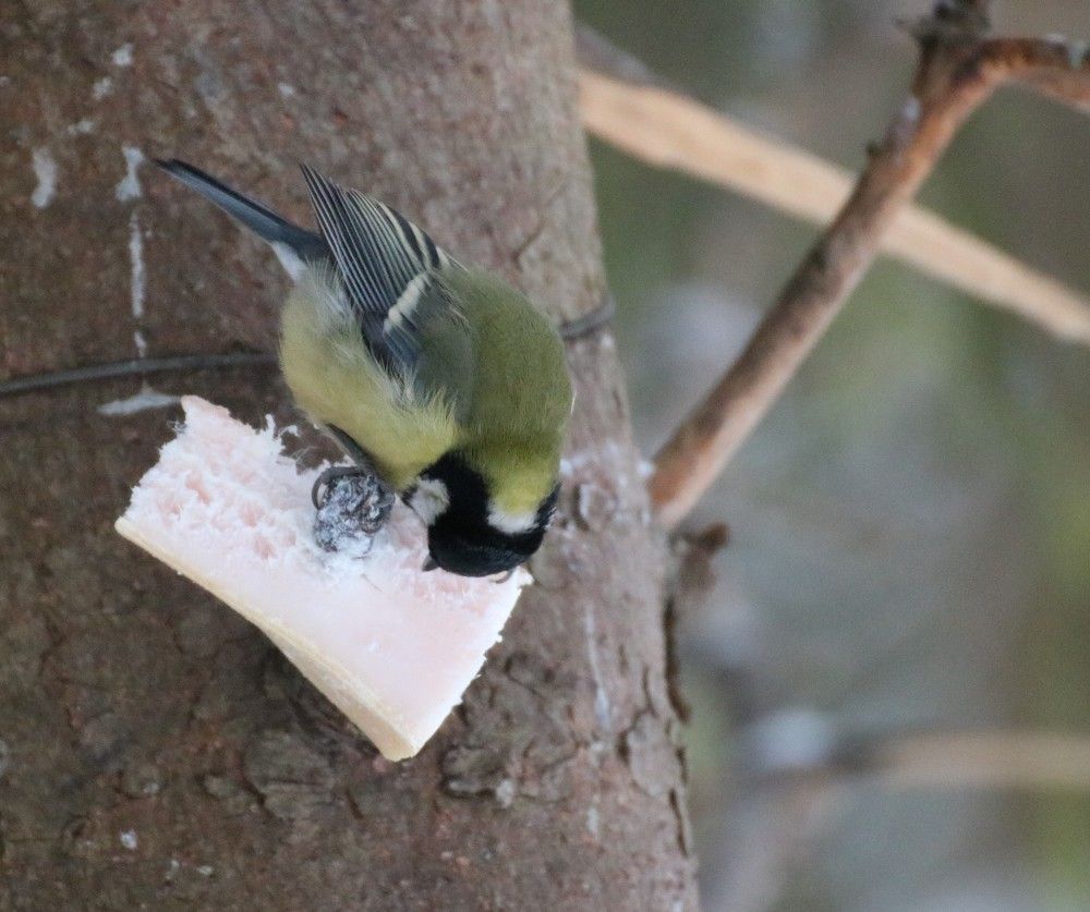 Сало всему голова!