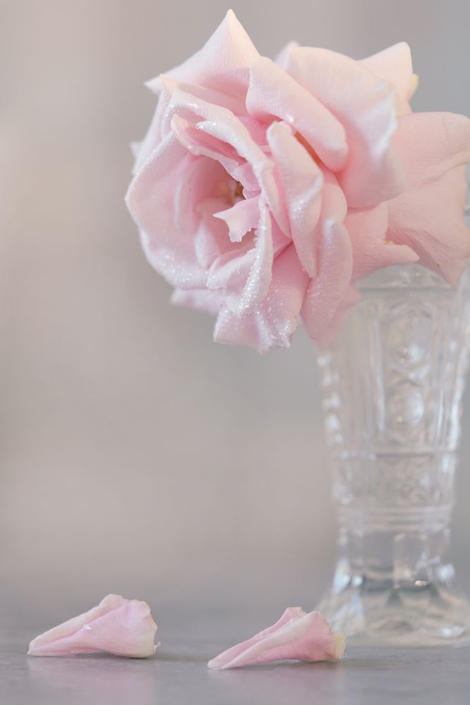 Photograph by Александра Чистякова