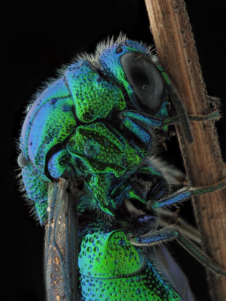 Cuckoo wasp