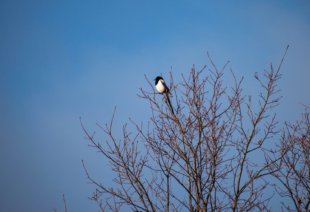 Фотография автора Савельев Алексей