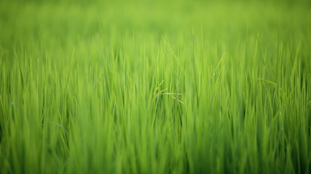 Photograph by Olga Yarovenko