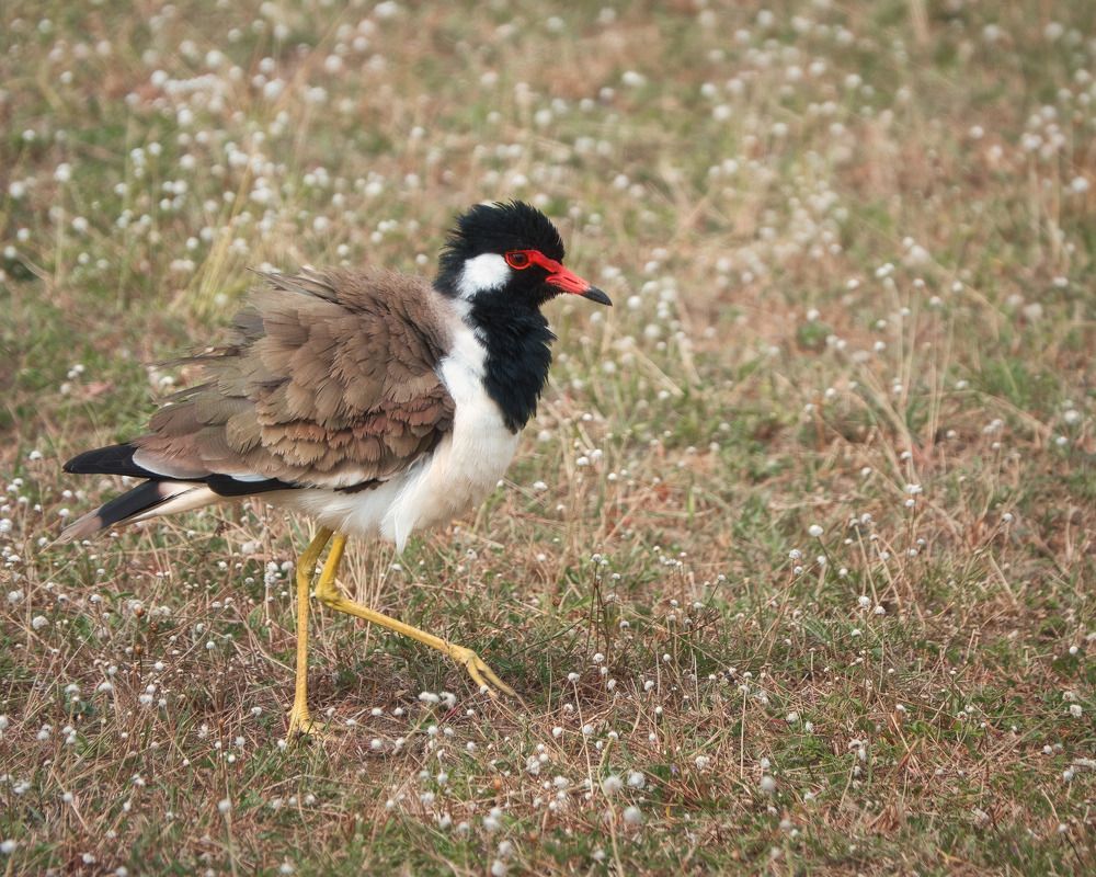 В цветах Цейлона