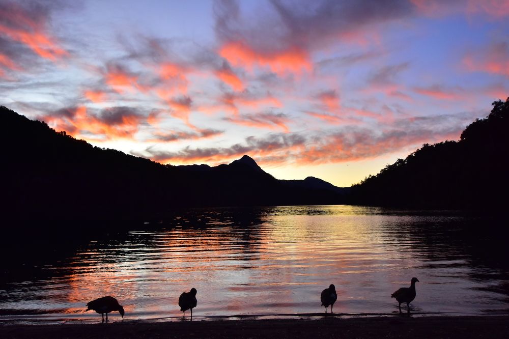Bandurrias en el Lago Espejo Chico