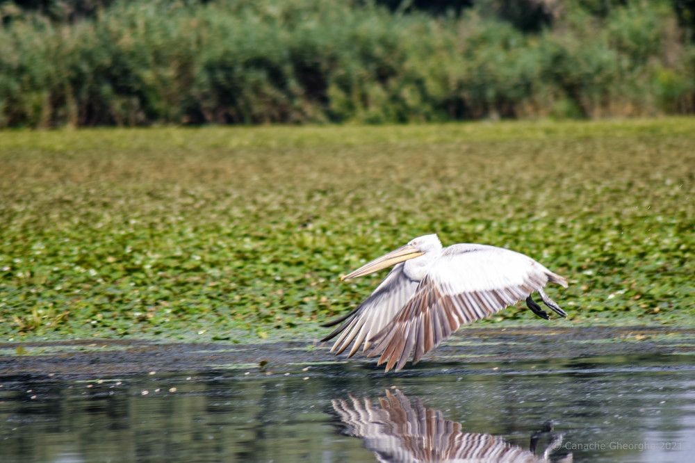 Photograph by Canache Gheorghe