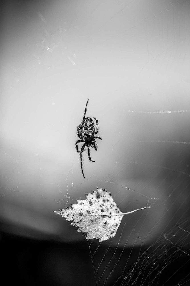 Фотография автора Josef Nový