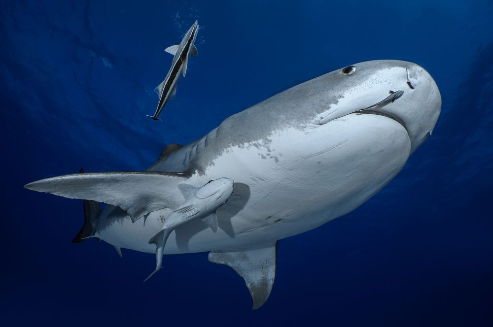 Photograph by daniele comin