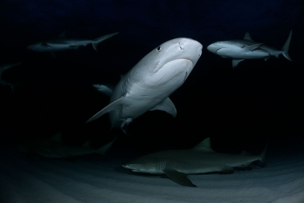 Photograph by daniele comin