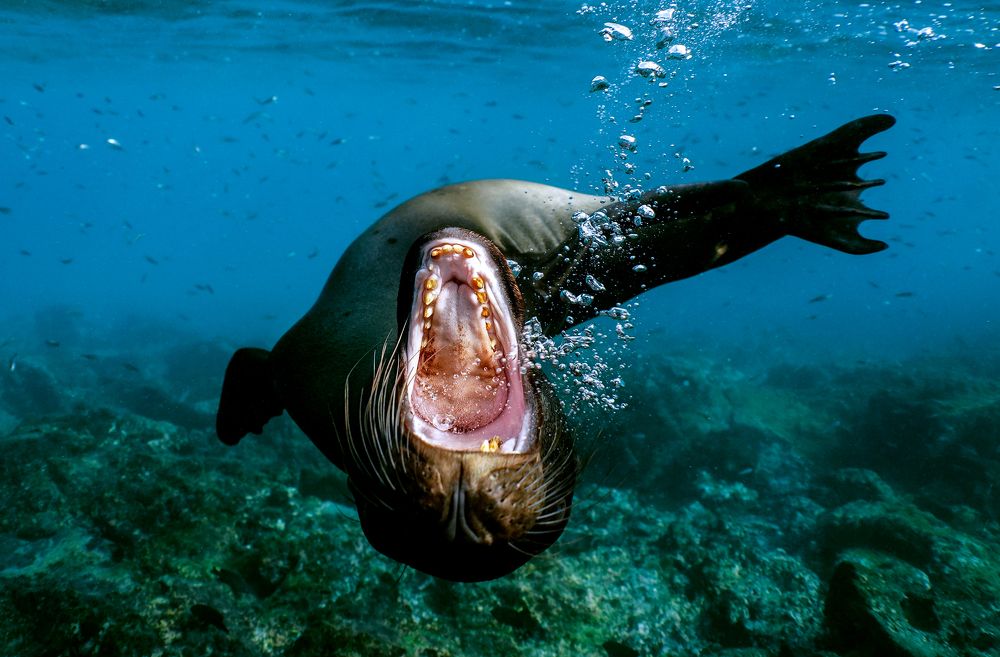 Do I need a dentist?