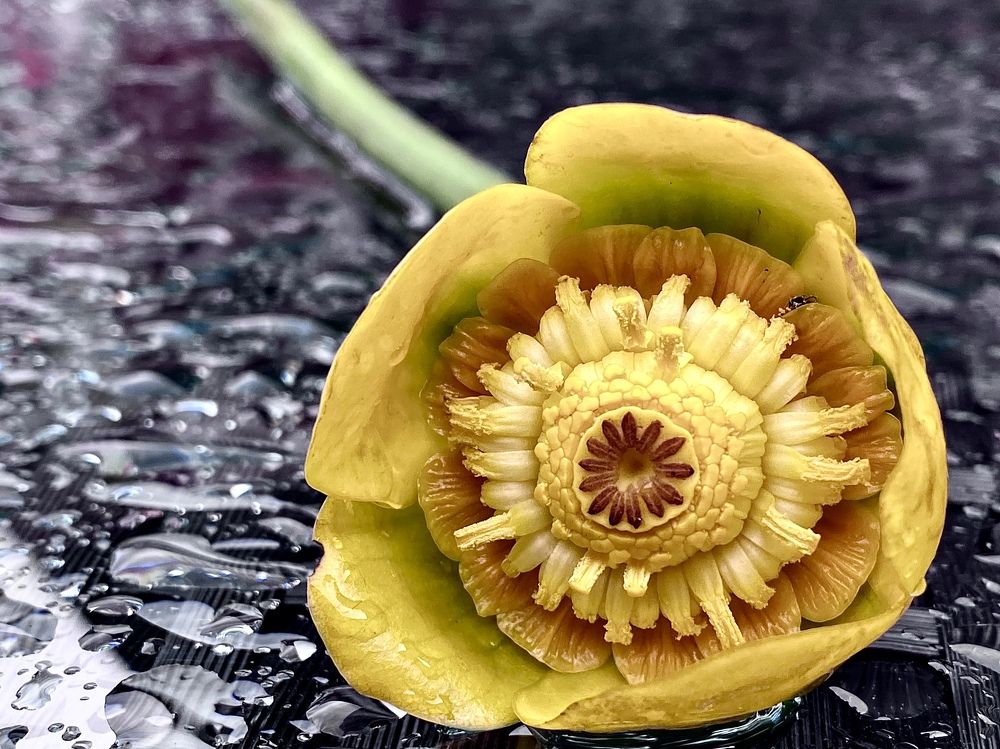 Фотография автора Елена