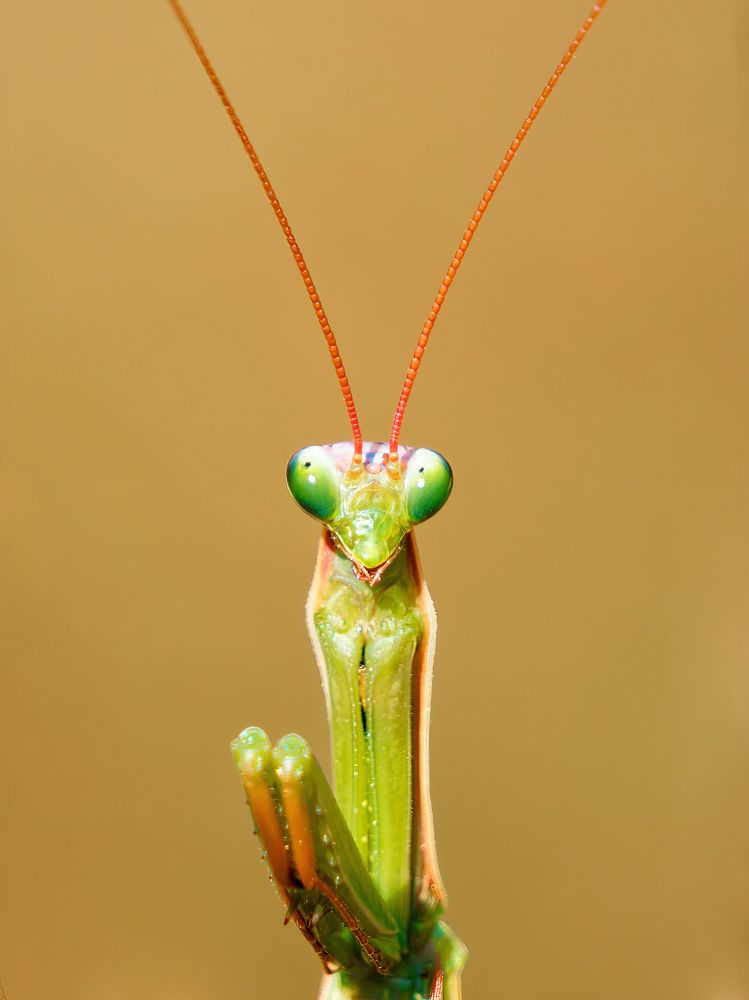 Photograph by Marius Surleac