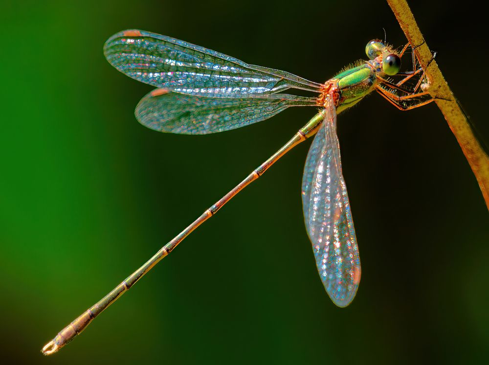 Photograph by Marius Surleac