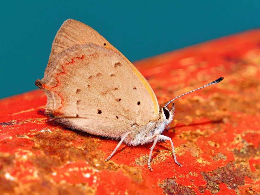 Photograph by Marius Surleac