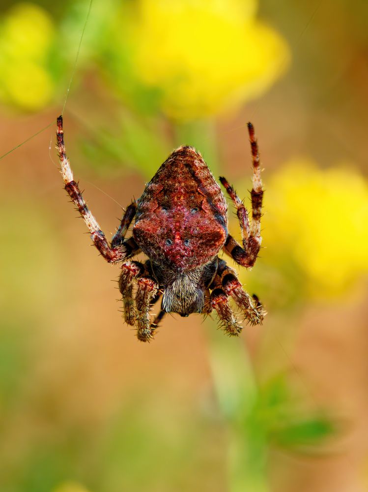 Photograph by Marius Surleac